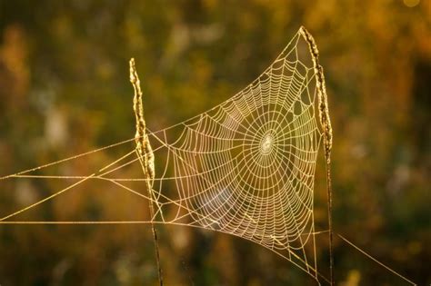  Constructs Elaborate Webs While Balancing on Eight Delicate Legs -  Discover the Marvelous World of the Cellar Spider