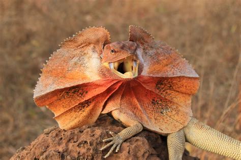 Eidechse – Ein faszinierendes Reptil mit einer einzigartigen Tarnung und einem flinken Temperament!