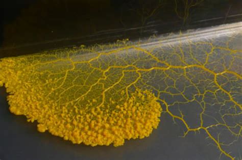  Slime Mold: Discover the Amazing Single-Celled Intelligence Hiding in Your Backyard!