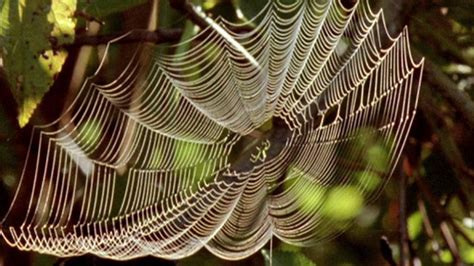  Spinnenwebspinne: Entdecke die faszinierende Welt der schelmischen Seidenspinner!