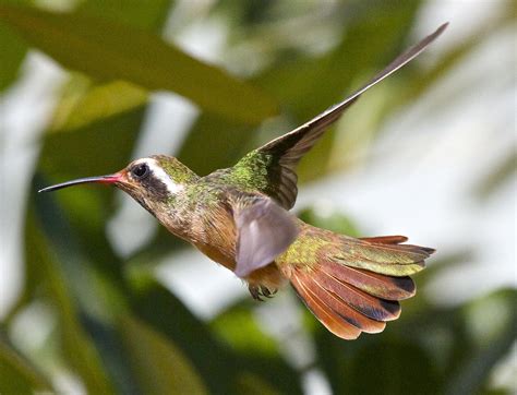  Xantus's Hummingbird - Ein faszinierendes Federknäuel mit blitzschnellem Flügelschlag!