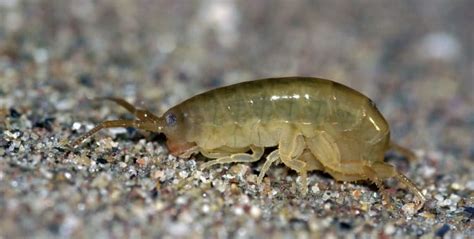  Amphipoda: Ein faszinierender Einblick in die Welt der Sandflohkrebse!