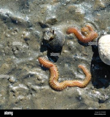  Arenicola marina: Erkundung der faszinierenden Welt eines Sandbewohners mit erstaunlichen Grabungsfähigkeiten!