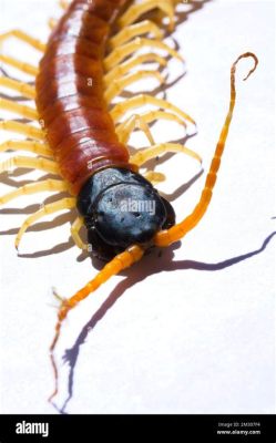 Centipede: Mit Tausend Beinen Und Einem Stachel Gespickt – Eine Reise Ins Innere Der Chitin-Welt!