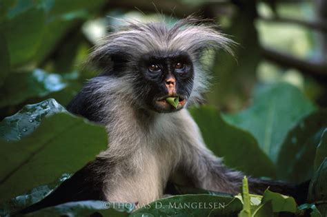  Colobus - Ein schelmischer Baumbewohner mit einem unvergesslichen Gesicht!