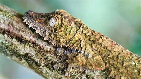  Dachsgecko: Ein Meister der Tarnung mit einem unerschütterlichen Hang zum Sonnenbaden!