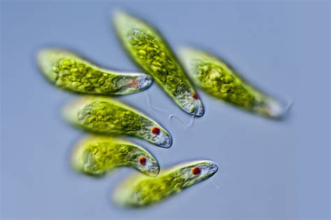  Euglena - Ein winziger Meister der Selbstversorgung und faszinierenden Fortbewegung!