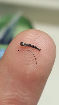  Eyelash Worm: A Master of Miniature Manipulation Found Lurking within Fish!