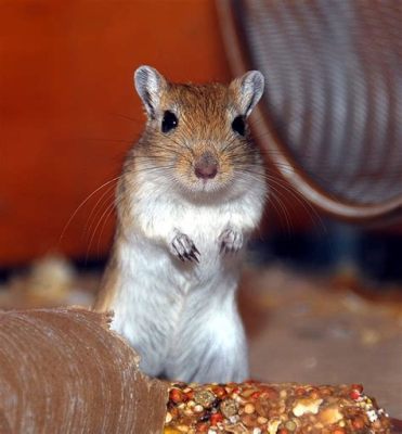  Gerbil: Ein quirliges Nagetier mit einem ausgeprägten Instinkt für Baukunst!