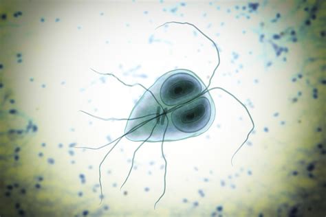 Giardia! Ein winziger Flagellat mit riesiger Bedeutung für die Wasserqualität