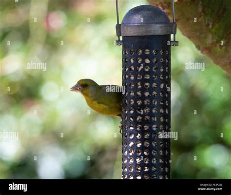  Grünfink! Ein Vogel mit einem Gesang, der die Herzen von Naturliebhabern erwärmt und den Garten zu einem wahren Konzertplatz verwandelt.