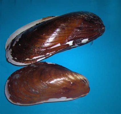  Hors mussel! Erfahren Sie alles über das faszinierende Wesen mit den zwei Schalen und seinen erstaunlichen Anpassungen!