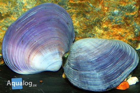  Humphrysiidae:  Kleine Flattwürmer, die im Süsswasser-Sand ein verstecktes Leben führen!