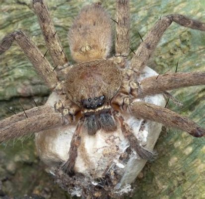  Huntsman Spider: Eine Meisterin der Tarnung und gleichzeitig ein flinke Jäger!