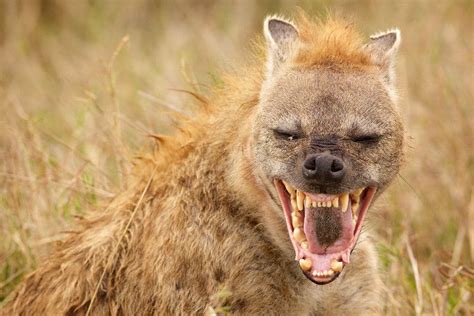  Hyäne:  Ein Allesfresser mit einem markanten Lachen, der nachts die Savanne unsicher macht!