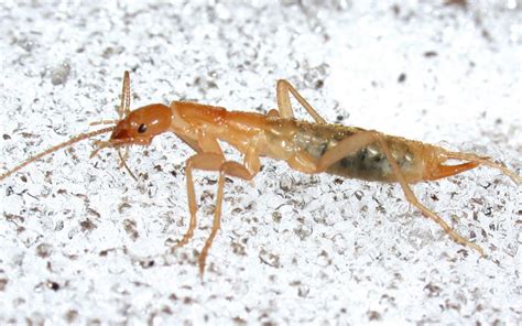  Ice Crawler: Mit Eiszapfen-artigen Beinen überwintert dieses Insekt in den kalten Alpen!