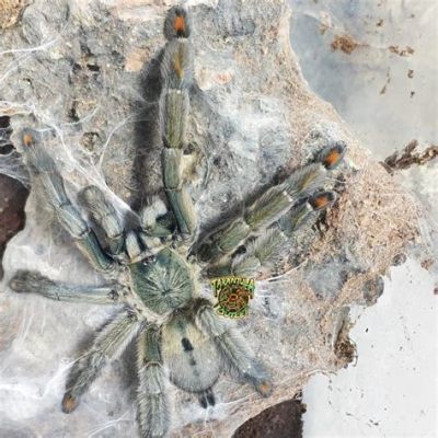  Ischiopelma cambridgei:  Ein Meister des Versteckens mit acht Augen und unglaublich scharfen Sinnen!