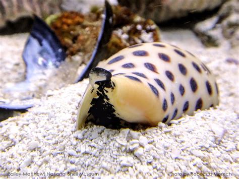 Junonia!  A Snail With Shell So Stunning It Could Make Neptune Jealous