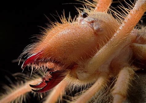  Kammspinner: Eine Meisterleistung der Spinnenwelt mit einem unwiderstehlichen Appetit auf Insekten!