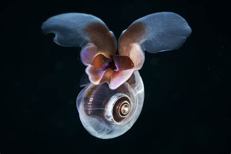  Limacina! Diese winzige Schnecke schwimmt mit ihren Führern durch die Ozeane