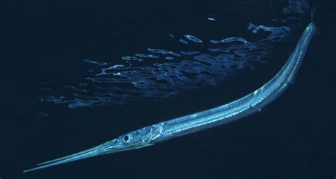  Needlefish: Ein flügelloses Wunder der Tiefsee, das mit Blitzgeschwindigkeit durchs Wasser rast!