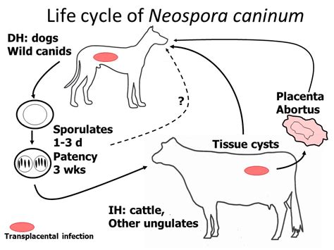  Neospora! Ein winziger Parasit mit riesigen Auswirkungen auf die Tierwelt