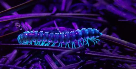  Norwegische Millipede: Ein Wunder der Evolution mit Tausend Beinen – oder doch nicht?