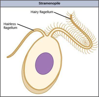  Ochromonas: Ein einzelliger Star mit Geißeln, der für seine beeindruckende Farbpalette bekannt ist!