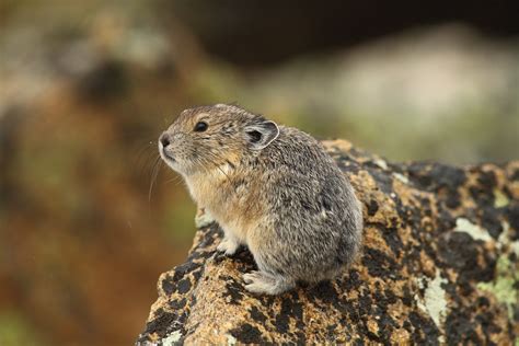  Pika!  Ein wuscheliges Gebirgsbewohner mit unerwartetem Überlebensinstinkt