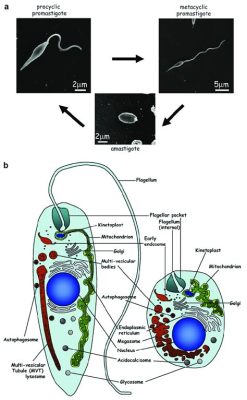  Quadriflagellata: Entdecken Sie ein mikroskopisches Wunder mit vier Flagellen und faszinierendem Lebenszyklus!