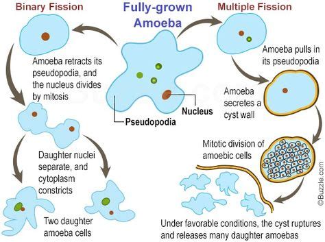 Quantitative Observations: Exploring the Elusive Life Cycle of the QPX Amoeba!