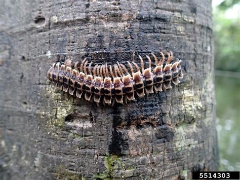  Queenslands Millipede: Eine flinke Panzerknackerdame mit faszinierenden Lebensgewohnheiten!