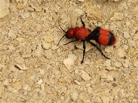  Red Velvet Ant - Eine faszinierende Mischung aus Samtkuss und lebenden Stacheln!