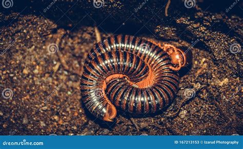  Rundnasen Millipede:  Ein faszinierendes Geschöpf mit unzähligen Beinen und einem Hang zum Vergraben!