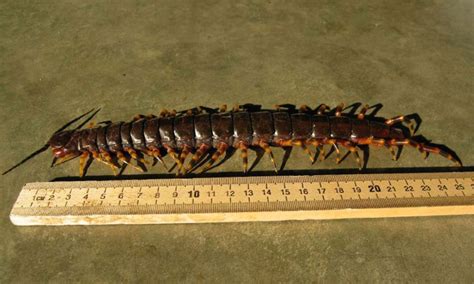  Scolopendra - Ein faszinierendes Raubtier mit Tausend Füssen und einem unwiderstehlichen Appetit auf Insekten!