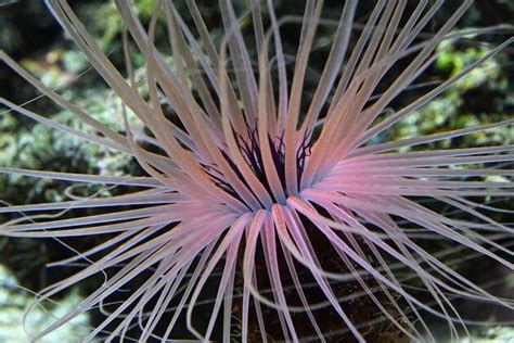 Sebaeanemone! Ein farbenfroher Polyp mit faszinierenden Tentakeln für Anfänger und Fortgeschrittene im Meerwasseraquarium!