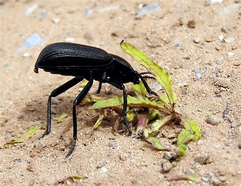  Tenebrionide - Erkundet die faszinierende Welt der Schwarzkäfer mit ihren verborgenen Mustern und erstaunlichen Anpassungsfähigkeiten!