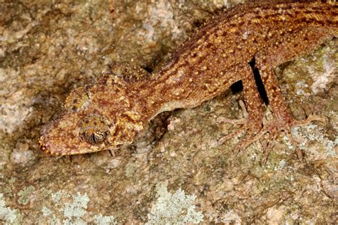  Topschnecke: Eine Meisterin der Tarnung und zugleich eine lebende Bohrmaschine!