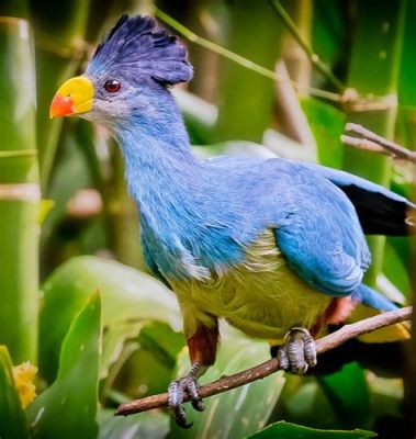  Turako! Ein Vogel mitfedernem Schmuck und unwiderstehlichem Charme