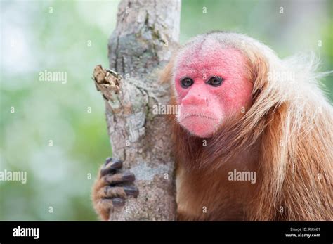  Uakari – Ein Affe mit rotem Gesicht und einem ausgeprägten Sozialleben!