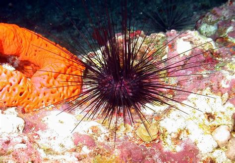  Urchin Sponge:  Discovering this Spiky Beauty Hiding in Shallow Reefs!