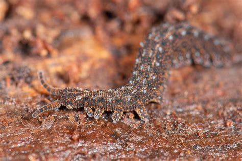  Velvet Worm: Ein faszinierendes Geschöpf mit stachelbewehrtem Körper und einem unwiderstehlichen Appetit!