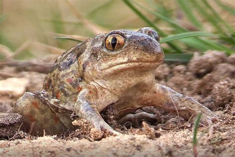  Venezuelan Toad: Ein Meister der Tarnung mit einem Lächeln auf den Lippen?