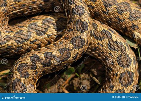  Vipera - Ein Meister der Tarnung, dessen Schuppenmuster wie ein Mosaik aus der Natur wirkt!