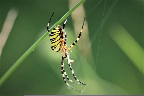  Yellow Garden Spider: Diese flinke Jägerin mit Netzwerk-Talenten baut ihre kunstvollen Fallen direkt in deinem Garten!